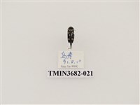 藏品(鞘翅目(2))的圖片